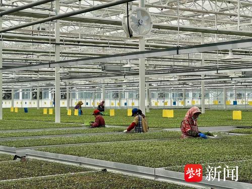 科技育苗抢农时 春耕备耕启新程 连云港智能育苗基地全力保障春种用苗