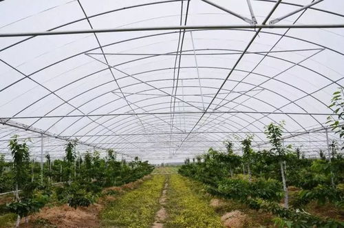 原乡脉络里的新生密码 烟台大棚樱桃的育苗智慧