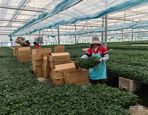牢记嘱托开新局 日新江淮往前赶——皖北最大育苗工厂日供种苗50万株助力春种