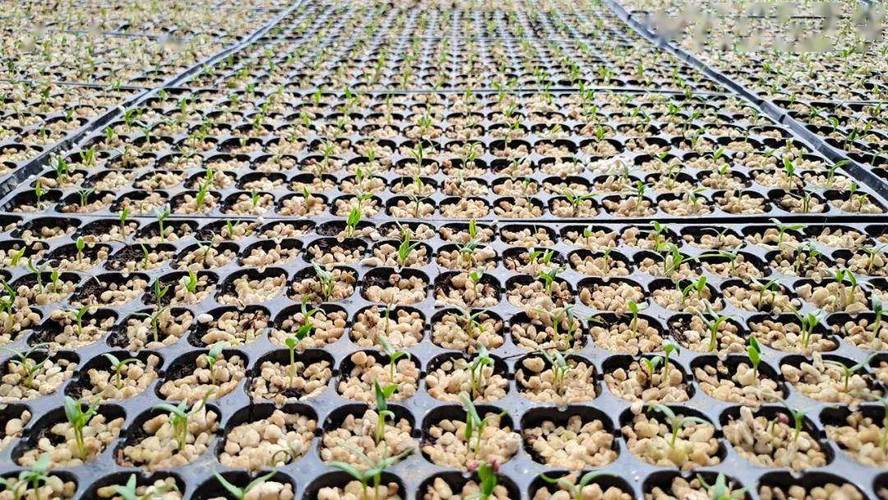 靖远东升:大棚育苗备春耕 不误农时不误春