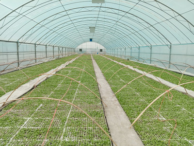 大棚育苗 从选地到出圃，教你育出壮苗的实用指南